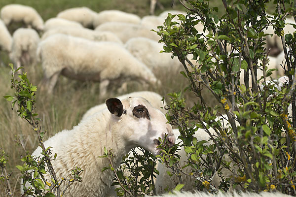 Hausschaf (Ovis gmelini aries)