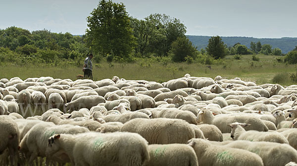 Hausschaf (Ovis gmelini aries)