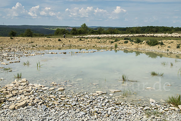 Hausschaf (Ovis gmelini aries)