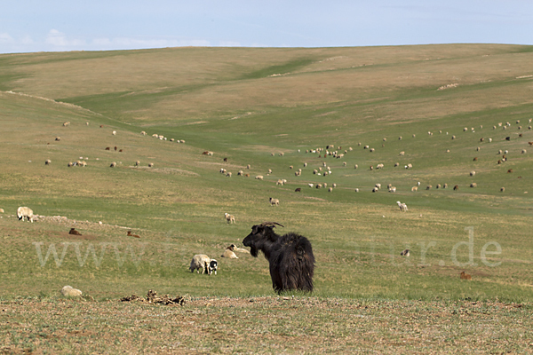 Hausschaf (Ovis gmelini aries)