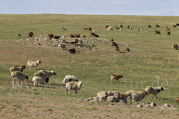 Hausschaf (Ovis gmelini aries)