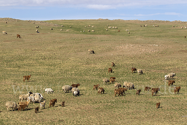 Hausschaf (Ovis gmelini aries)