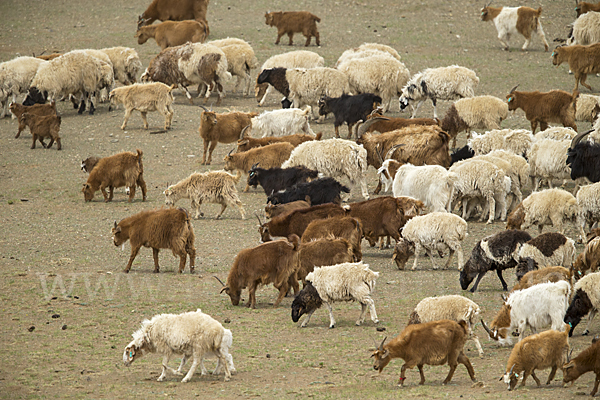 Hausschaf (Ovis gmelini aries)