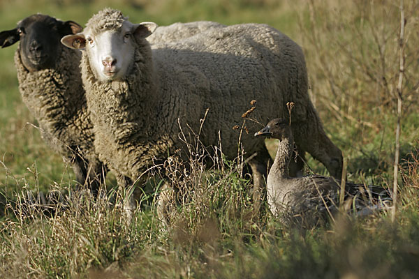 Hausschaf (Ovis gmelini aries)