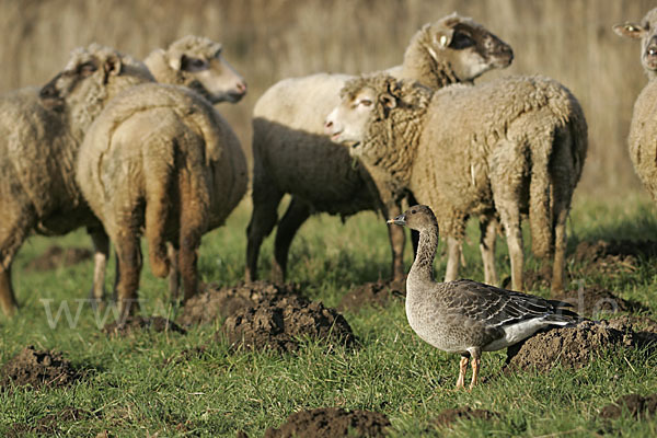 Hausschaf (Ovis gmelini aries)