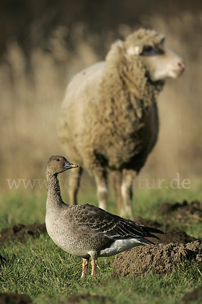 Hausschaf (Ovis gmelini aries)