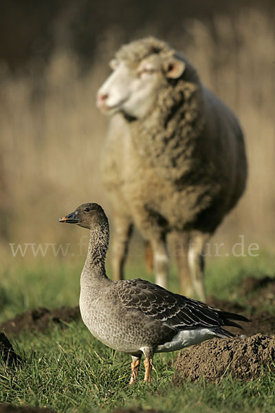 Hausschaf (Ovis gmelini aries)