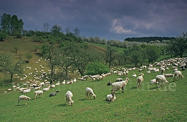 Hausschaf (Ovis gmelini aries)