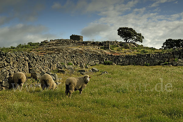 Hausschaf (Ovis gmelini aries)