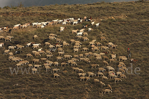 Hausschaf (Ovis gmelini aries)