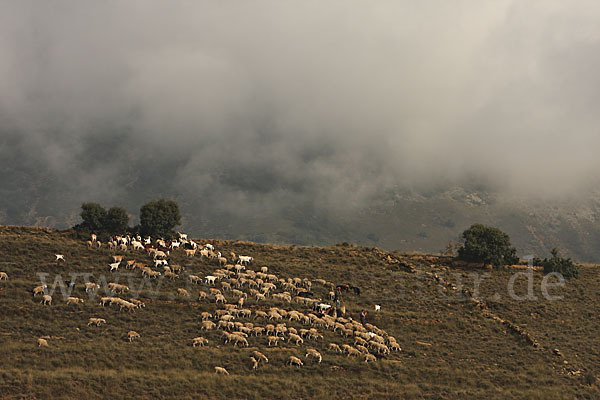 Hausschaf (Ovis gmelini aries)