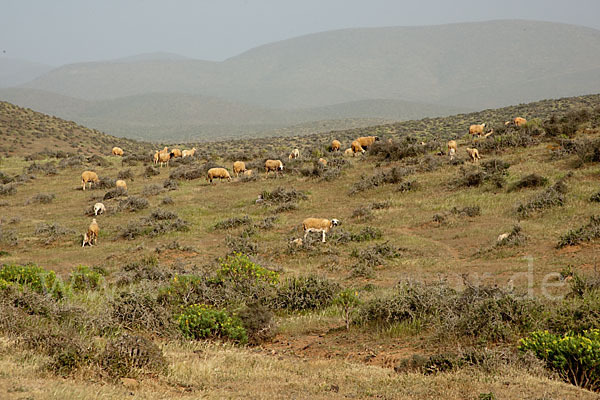 Hausschaf (Ovis gmelini aries)