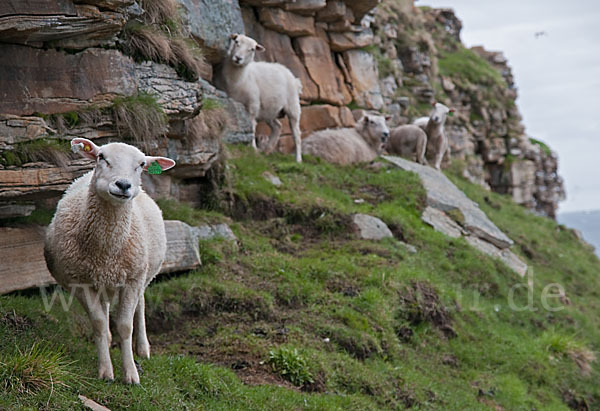 Hausschaf (Ovis gmelini aries)