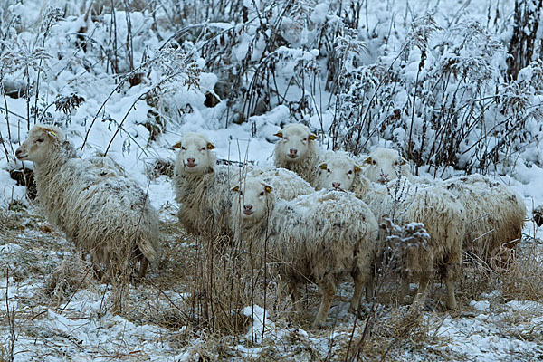 Hausschaf (Ovis gmelini aries)
