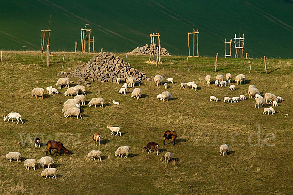 Hausschaf (Ovis gmelini aries)