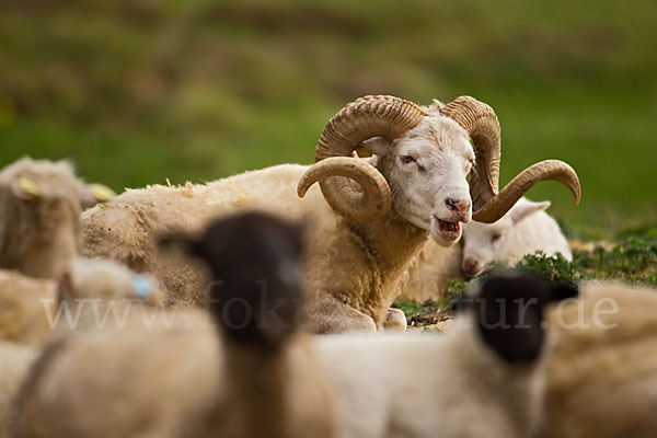 Hausschaf (Ovis gmelini aries)