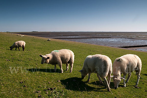 Hausschaf (Ovis gmelini aries)