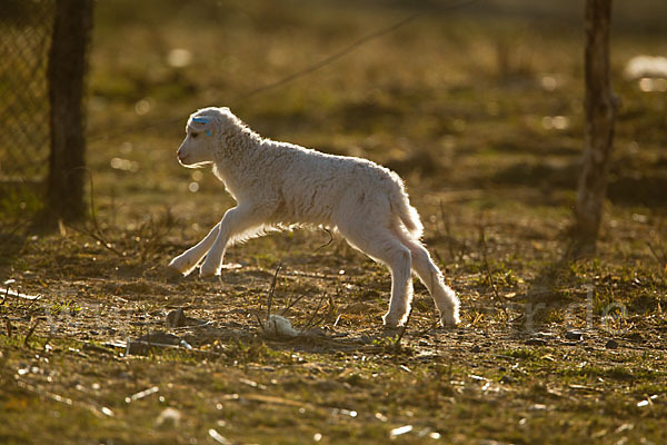 Hausschaf (Ovis gmelini aries)