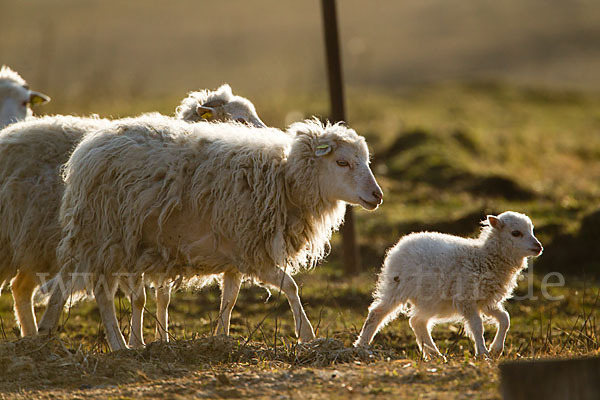 Hausschaf (Ovis gmelini aries)