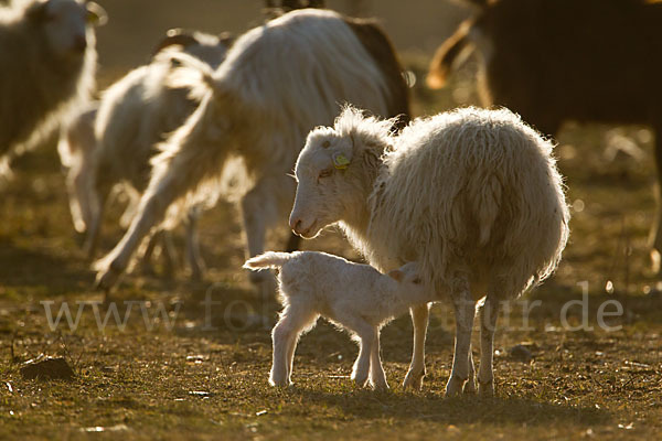 Hausschaf (Ovis gmelini aries)