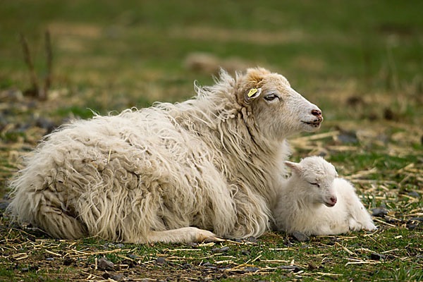 Hausschaf (Ovis gmelini aries)