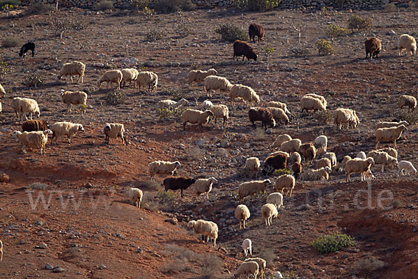 Hausschaf (Ovis gmelini aries)