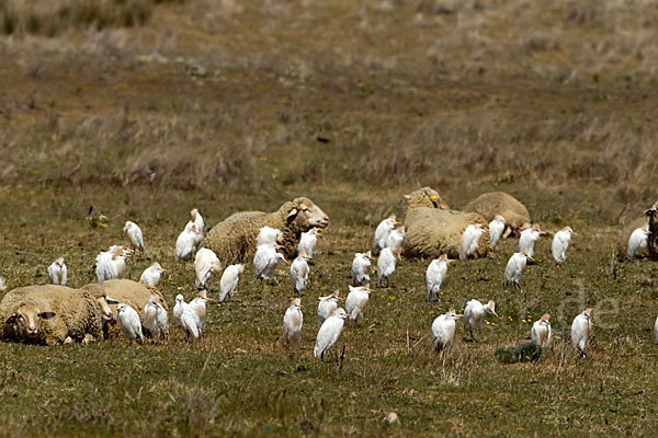 Hausschaf (Ovis gmelini aries)