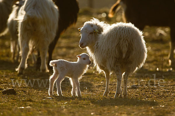 Hausschaf (Ovis gmelini aries)