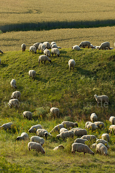 Hausschaf (Ovis gmelini aries)