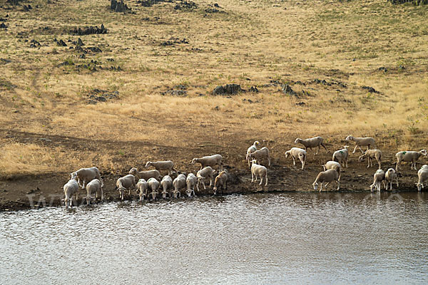 Hausschaf (Ovis gmelini aries)