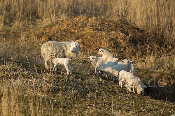 Hausschaf (Ovis gmelini aries)