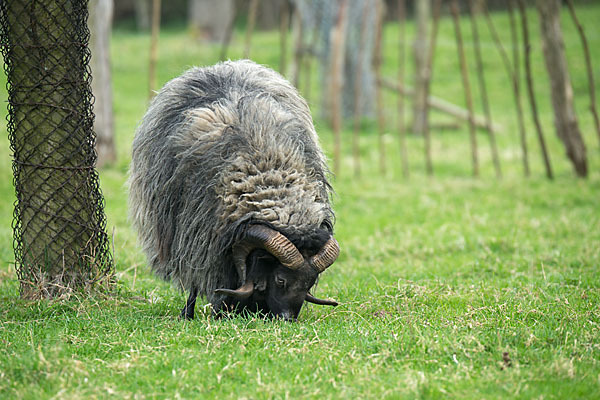 Hausschaf (Ovis gmelini aries)