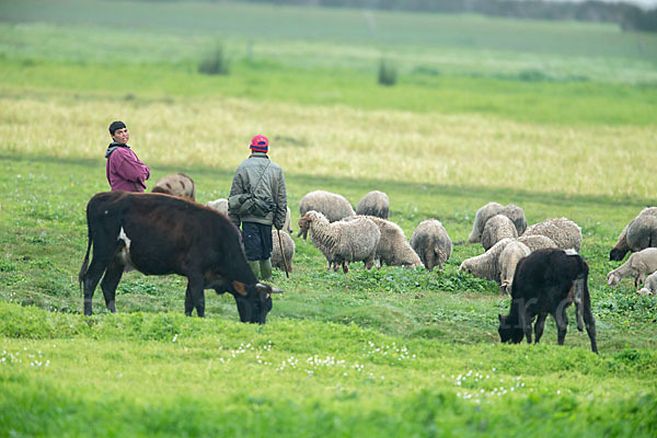 Hausschaf (Ovis gmelini aries)