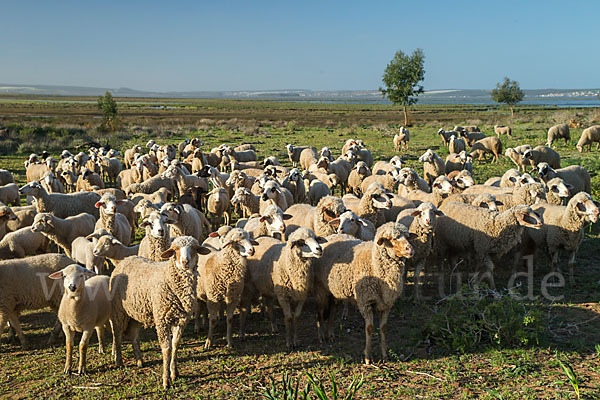 Hausschaf (Ovis gmelini aries)