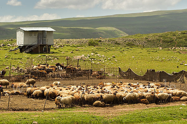 Hausschaf (Ovis gmelini aries)