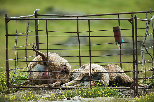 Hausschaf (Ovis gmelini aries)