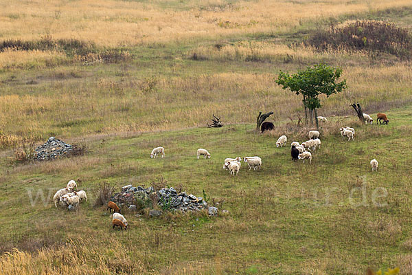 Hausschaf (Ovis gmelini aries)