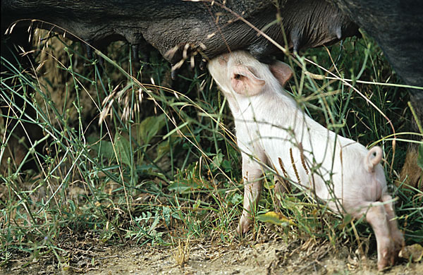 Hausschwein (Sus scrofa domestica)