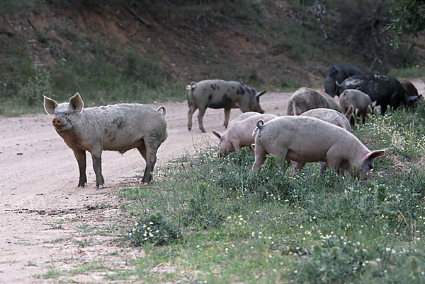 Hausschwein (Sus scrofa domestica)