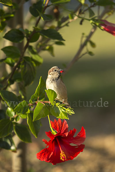 Haussperling (Passer domesticus)