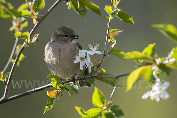 Haussperling (Passer domesticus)