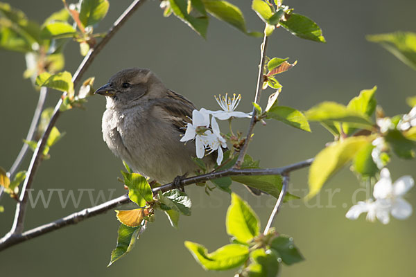 Haussperling (Passer domesticus)