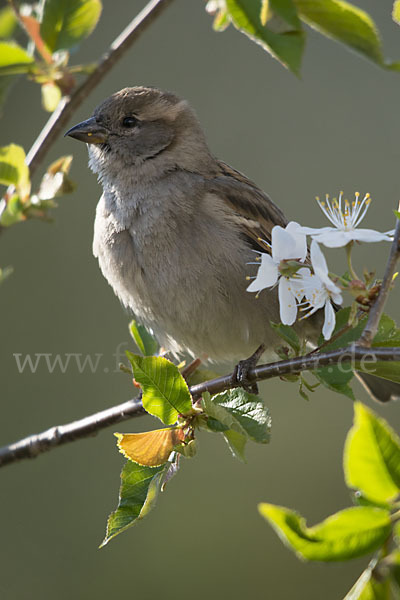 Haussperling (Passer domesticus)