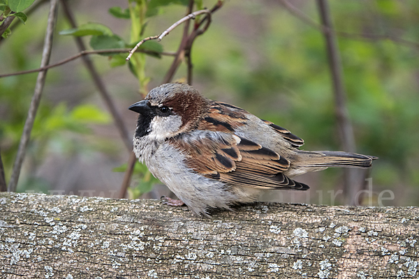 Haussperling (Passer domesticus)