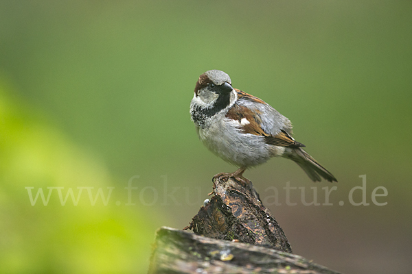 Haussperling (Passer domesticus)