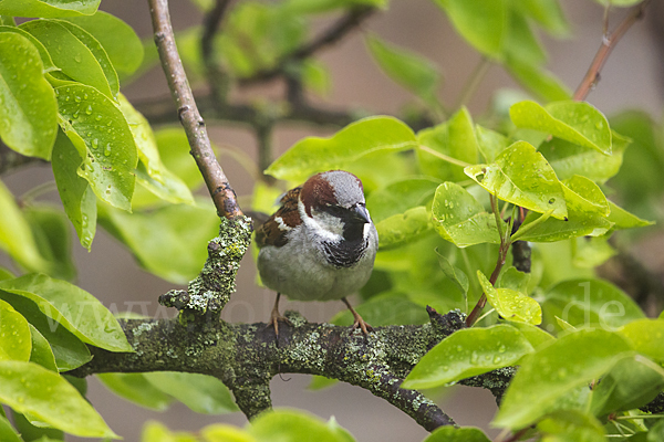 Haussperling (Passer domesticus)