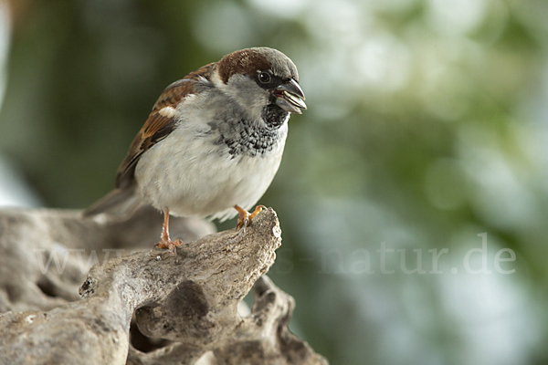 Haussperling (Passer domesticus)