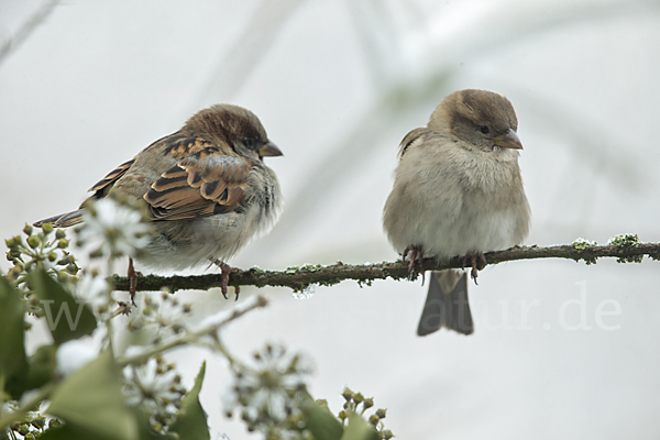 Haussperling (Passer domesticus)