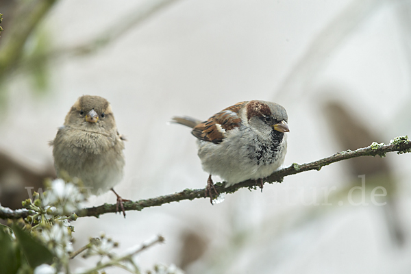 Haussperling (Passer domesticus)