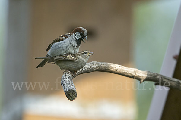 Haussperling (Passer domesticus)